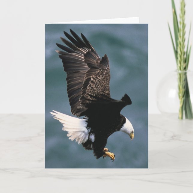 Bald Eagle Greeting Card (Front)