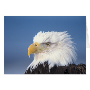 bald eagle, Haliaeetus leuccocephalus,