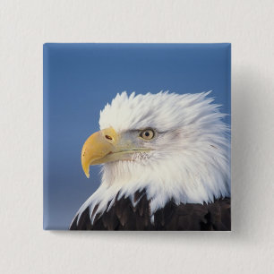 bald eagle, Haliaeetus leuccocephalus, 15 Cm Square Badge