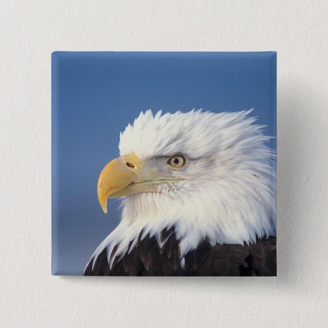 bald eagle, Haliaeetus leuccocephalus, 15 Cm Square Badge (Front)
