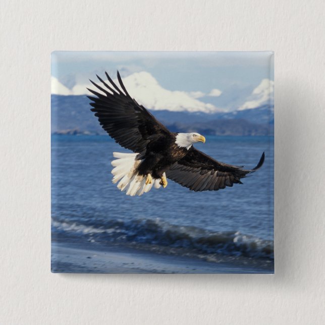 bald eagle, Haliaeetus leuccocephalus, in flight 15 Cm Square Badge (Front)