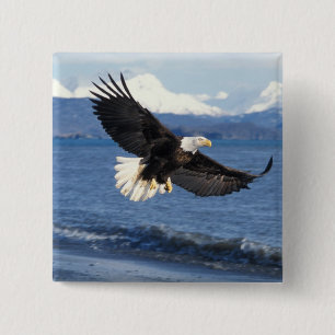 bald eagle, Haliaeetus leuccocephalus, in flight 15 Cm Square Badge