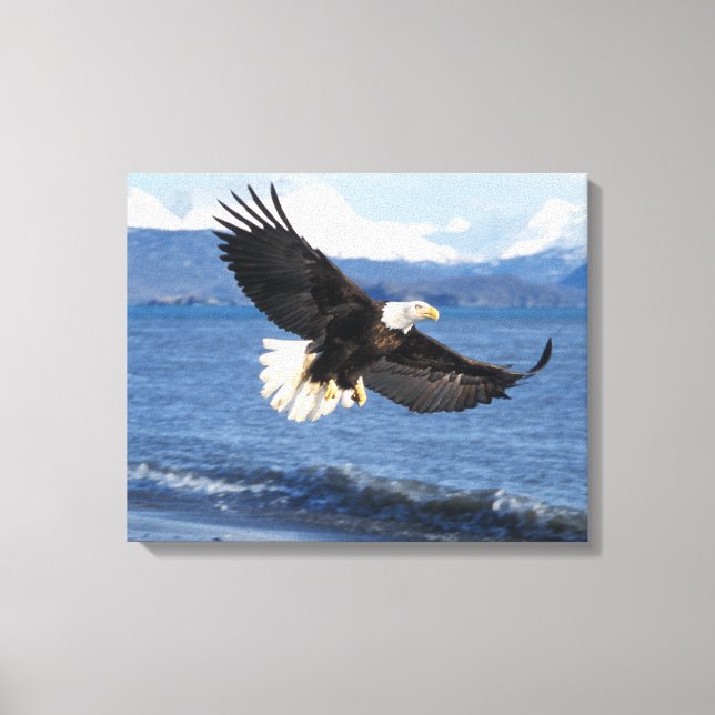 bald eagle, Haliaeetus leuccocephalus, in flight Canvas Print (Front)