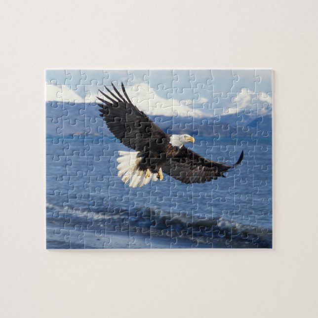 bald eagle, Haliaeetus leuccocephalus, in flight Jigsaw Puzzle (Horizontal)