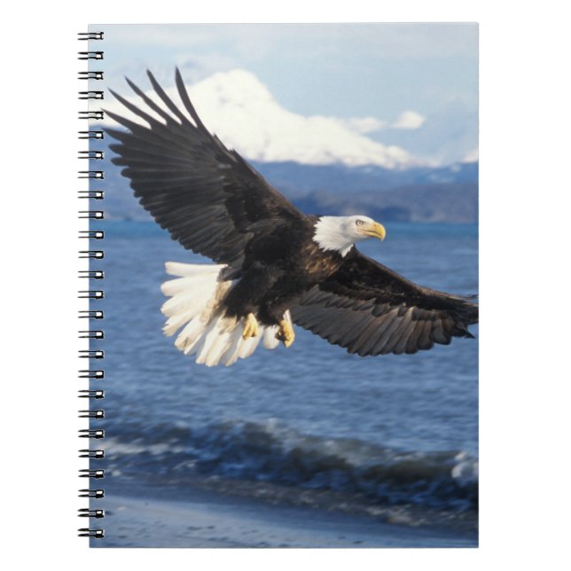 bald eagle, Haliaeetus leuccocephalus, in flight Spiral Notebook (Front)
