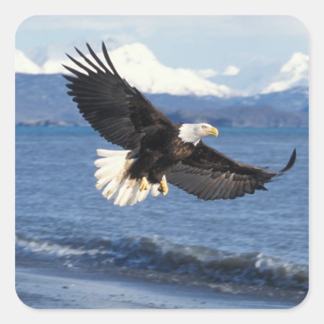 bald eagle, Haliaeetus leuccocephalus, in flight Square Sticker (Front)