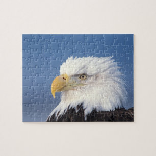 bald eagle, Haliaeetus leuccocephalus, Jigsaw Puzzle
