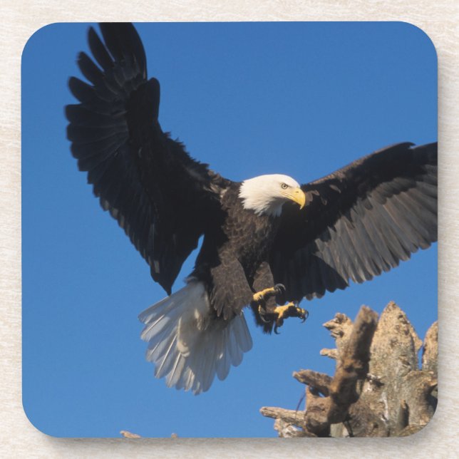bald eagle, Haliaeetus leuccocephalus, landing Coaster (Front)