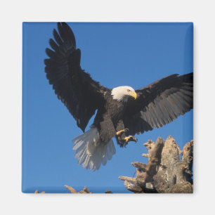bald eagle, Haliaeetus leuccocephalus, landing Magnet