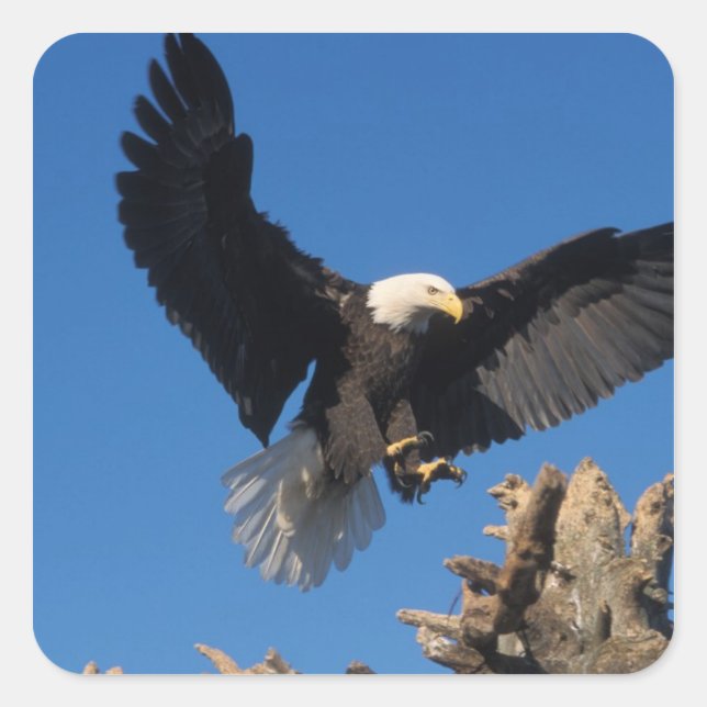 bald eagle, Haliaeetus leuccocephalus, landing Square Sticker (Front)