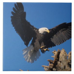 bald eagle, Haliaeetus leuccocephalus, landing Tile