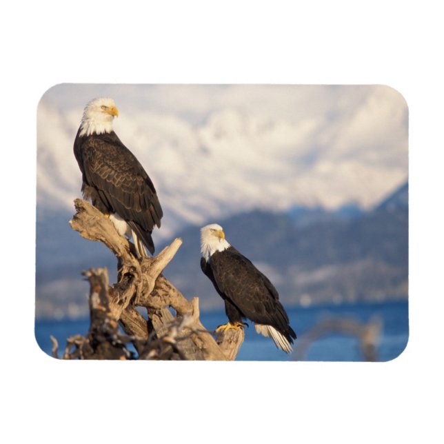 bald eagle, Haliaeetus leuccocephalus, pair Magnet (Horizontal)