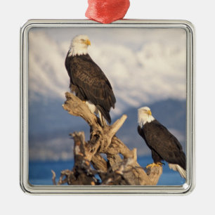 bald eagle, Haliaeetus leuccocephalus, pair Metal Tree Decoration