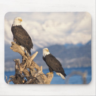 bald eagle, Haliaeetus leuccocephalus, pair Mouse Pad