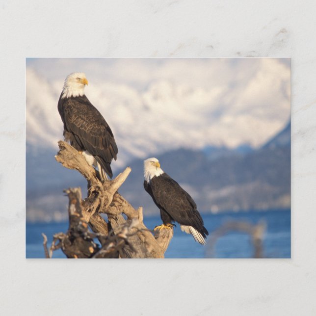 bald eagle, Haliaeetus leuccocephalus, pair Postcard (Front)