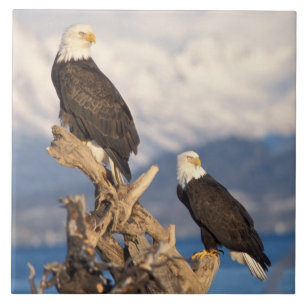 bald eagle, Haliaeetus leuccocephalus, pair Tile