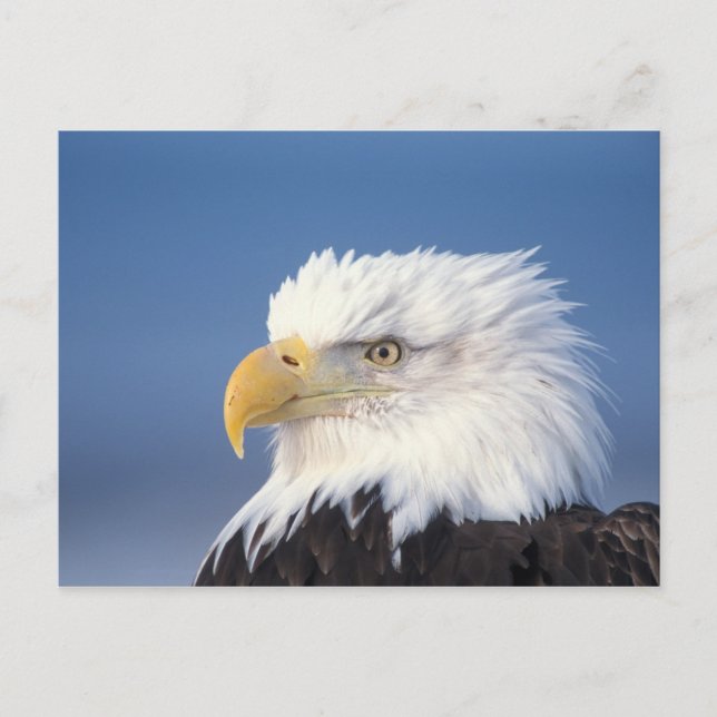 bald eagle, Haliaeetus leuccocephalus, Postcard (Front)