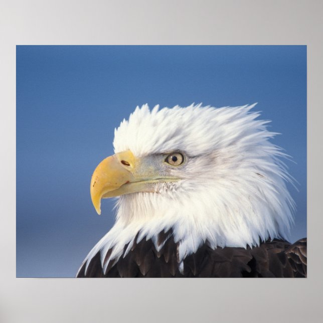 bald eagle, Haliaeetus leuccocephalus, Poster (Front)
