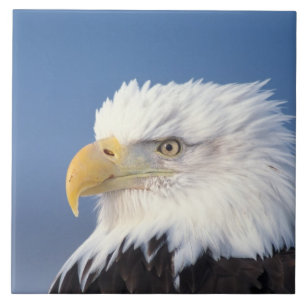 bald eagle, Haliaeetus leuccocephalus, Tile
