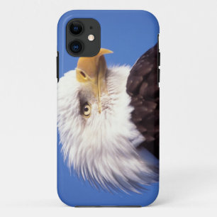 bald eagle, Haliaeetus leucocephalus, close up, 3 Case-Mate iPhone Case