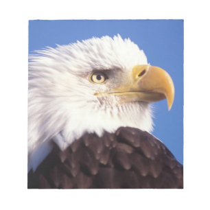 bald eagle, Haliaeetus leucocephalus, close up, 3 Notepad