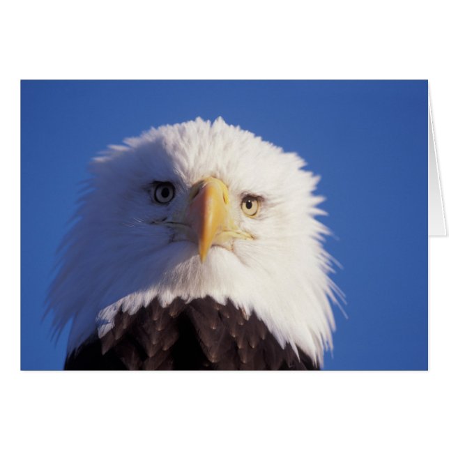 bald eagle, Haliaeetus leucocephalus, head shot, (Front Horizontal)