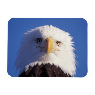 bald eagle, Haliaeetus leucocephalus, head shot, Magnet