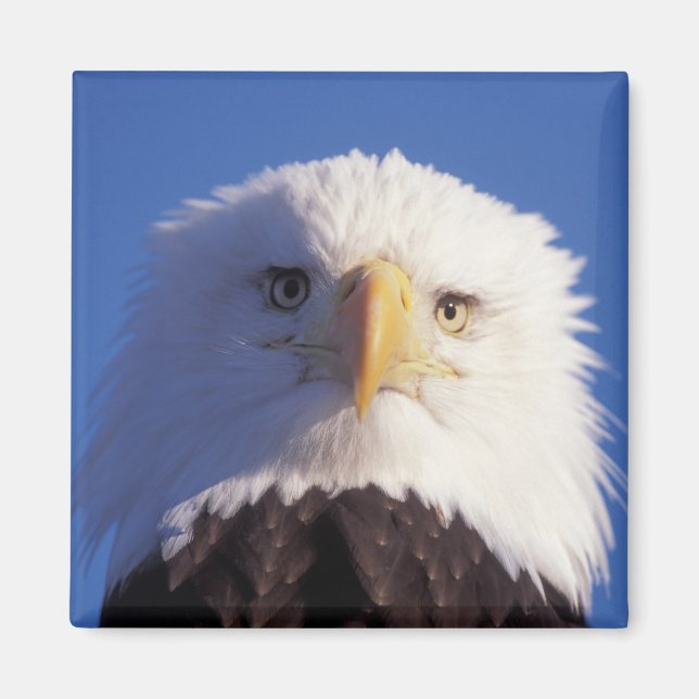 bald eagle, Haliaeetus leucocephalus, head shot, Magnet (Front)