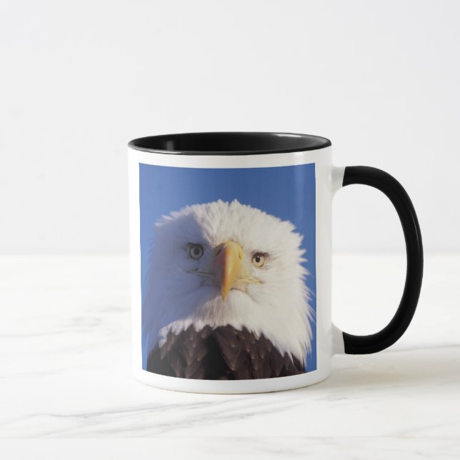 bald eagle, Haliaeetus leucocephalus, head shot, Mug (Right)