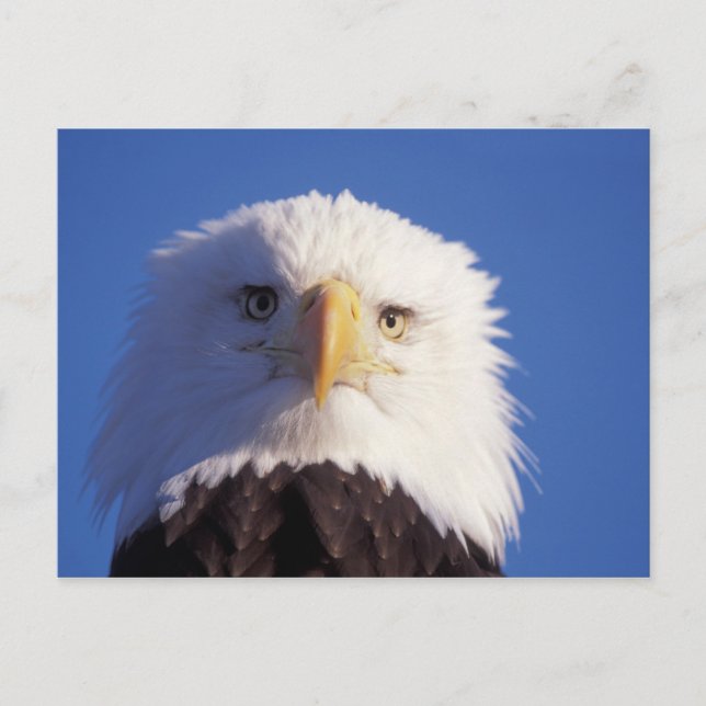 bald eagle, Haliaeetus leucocephalus, head shot, Postcard (Front)