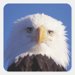 bald eagle, Haliaeetus leucocephalus, head shot, Square Sticker