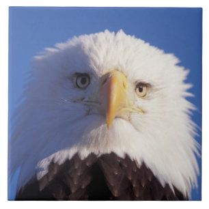 bald eagle, Haliaeetus leucocephalus, head shot, Tile