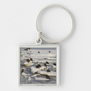 Bald Eagle, Haliaeetus leucocephalus, Homer, 2 Key Ring