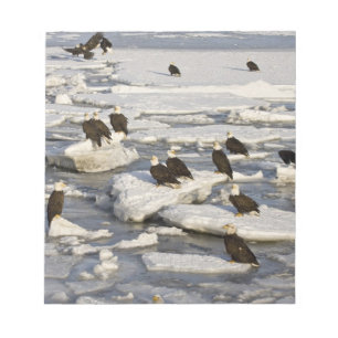 Bald Eagle, Haliaeetus leucocephalus, Homer, 2 Notepad