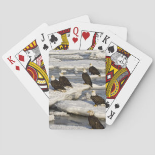 Bald Eagle, Haliaeetus leucocephalus, Homer, 2 Playing Cards