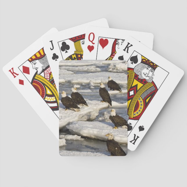 Bald Eagle, Haliaeetus leucocephalus, Homer, 2 Playing Cards (Back)