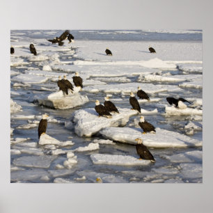 Bald Eagle, Haliaeetus leucocephalus, Homer, 2 Poster