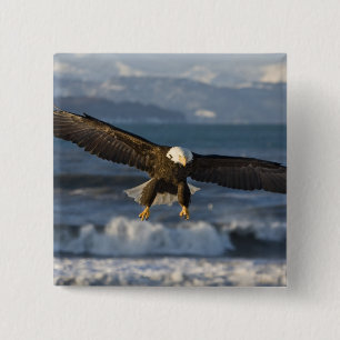 Bald Eagle, Haliaeetus leucocephalus, Homer, 3 15 Cm Square Badge