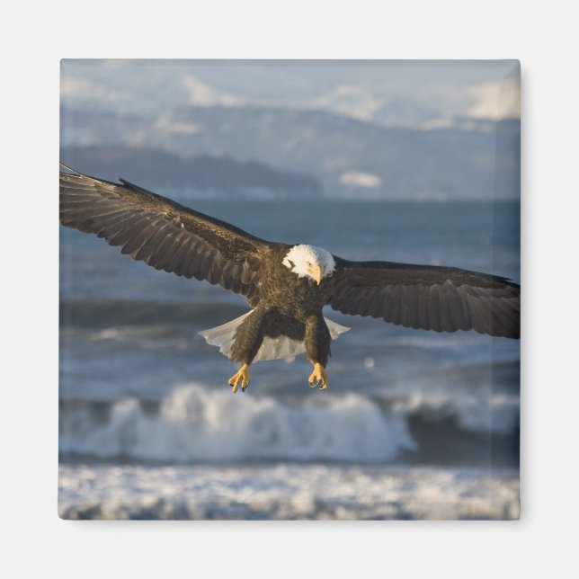 Bald Eagle, Haliaeetus leucocephalus, Homer, 3 Magnet (Front)