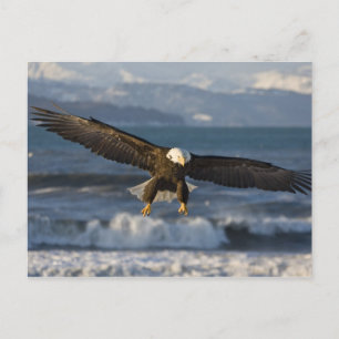 Bald Eagle, Haliaeetus leucocephalus, Homer, 3 Postcard