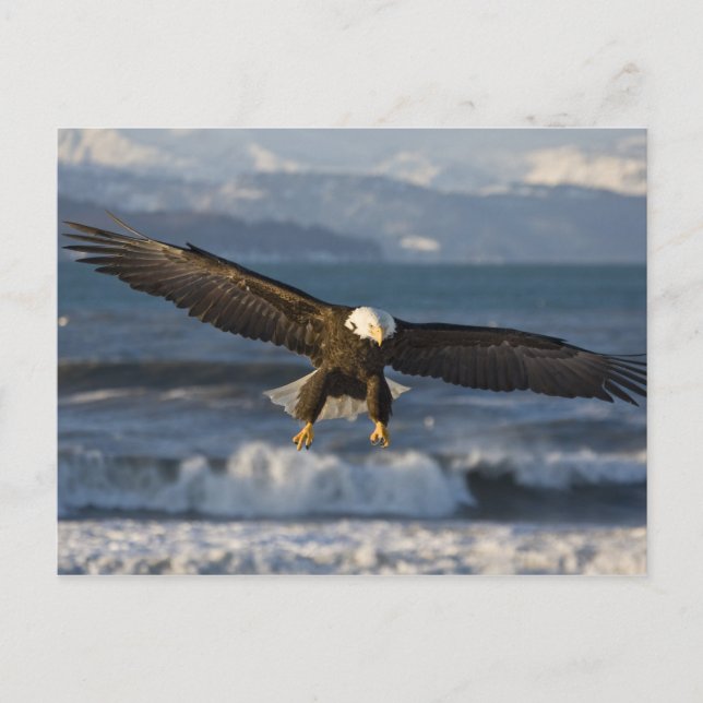 Bald Eagle, Haliaeetus leucocephalus, Homer, 3 Postcard (Front)