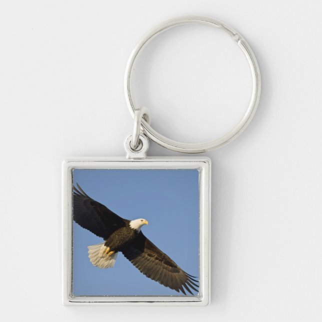 Bald Eagle, Haliaeetus leucocephalus, Homer, 4 Key Ring (Front)