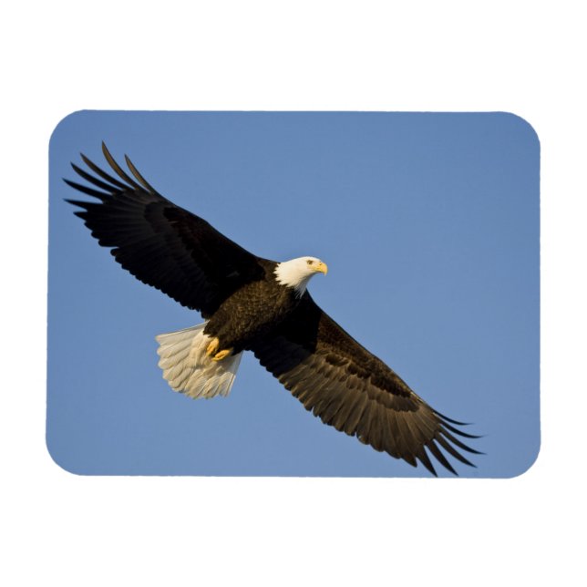 Bald Eagle, Haliaeetus leucocephalus, Homer, 4 Magnet (Horizontal)