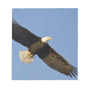 Bald Eagle, Haliaeetus leucocephalus, Homer, 4 Notepad
