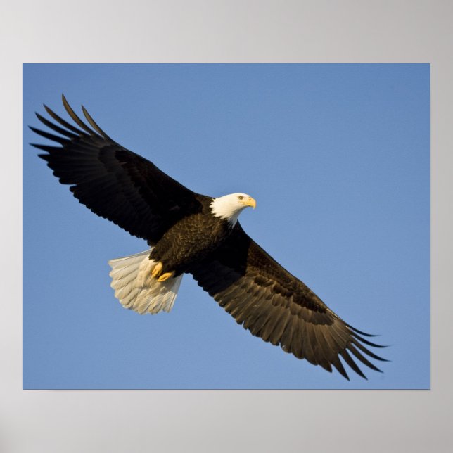 Bald Eagle, Haliaeetus leucocephalus, Homer, 4 Poster (Front)