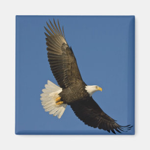 Bald Eagle, Haliaeetus leucocephalus, Homer, Magnet
