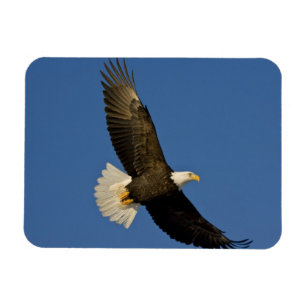 Bald Eagle, Haliaeetus leucocephalus, Homer, Magnet