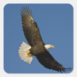 Bald Eagle, Haliaeetus leucocephalus, Homer, Square Sticker