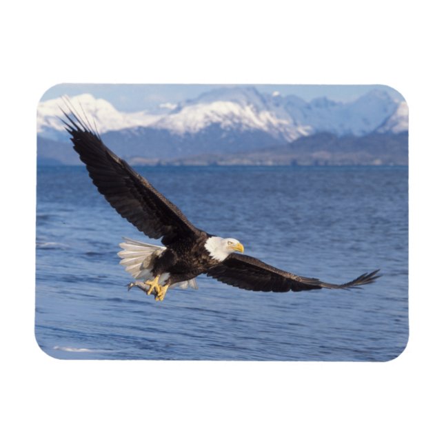 bald eagle, Haliaeetus leucocephalus, in flight 4 Magnet (Horizontal)