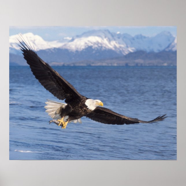 bald eagle, Haliaeetus leucocephalus, in flight 4 Poster (Front)